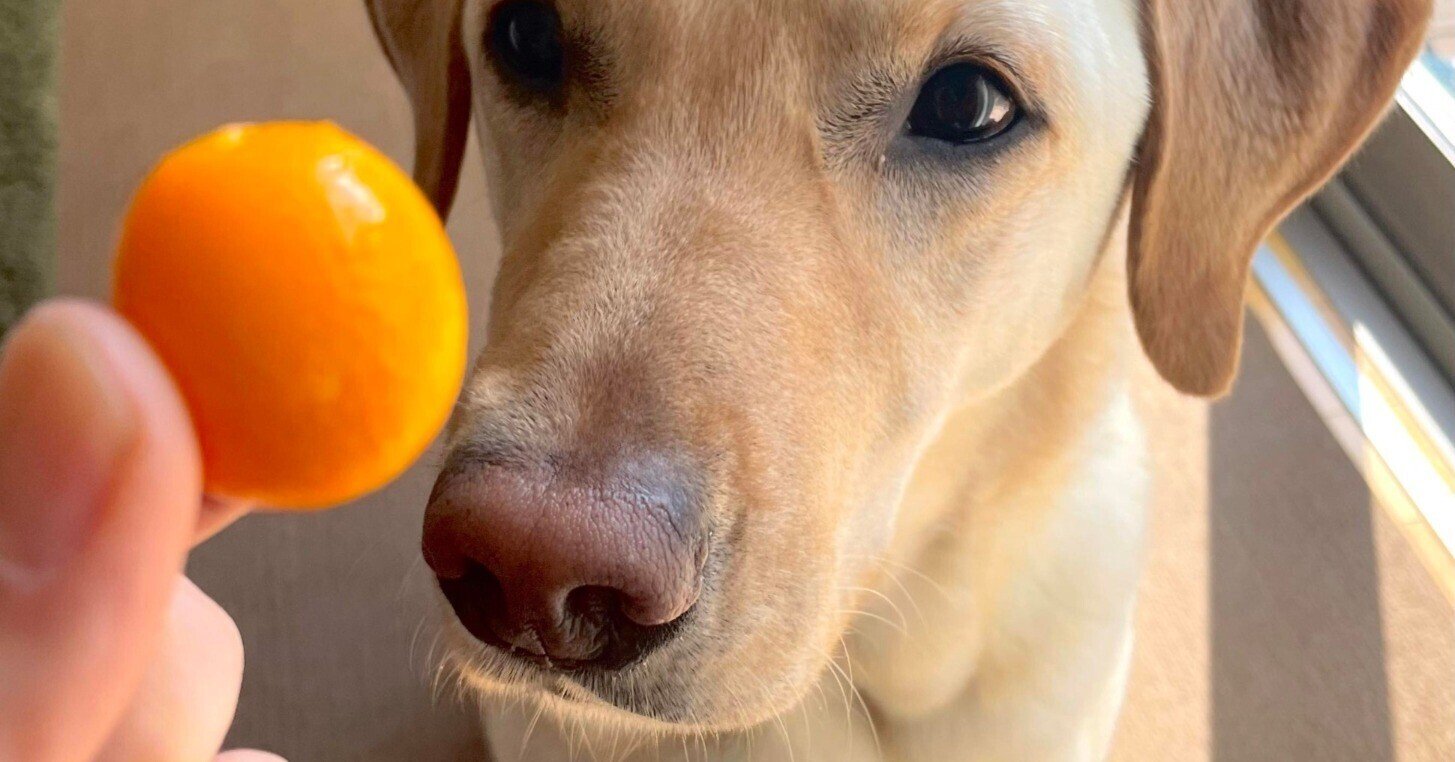 レインコートとキンカンとルナのお話 今給黎 辰郎 いまきゅうれい たつお Note レインコートとキンカンとルナのお話 今給黎 辰郎 いまきゅうれい たつお Note