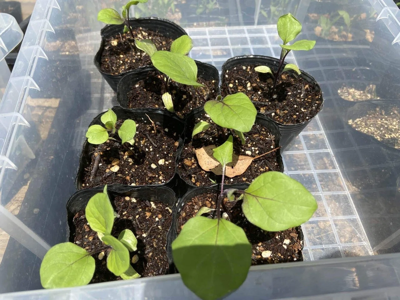 vol. 101）2022年、夏の自然菜園をサポートするマメ科の野菜たち