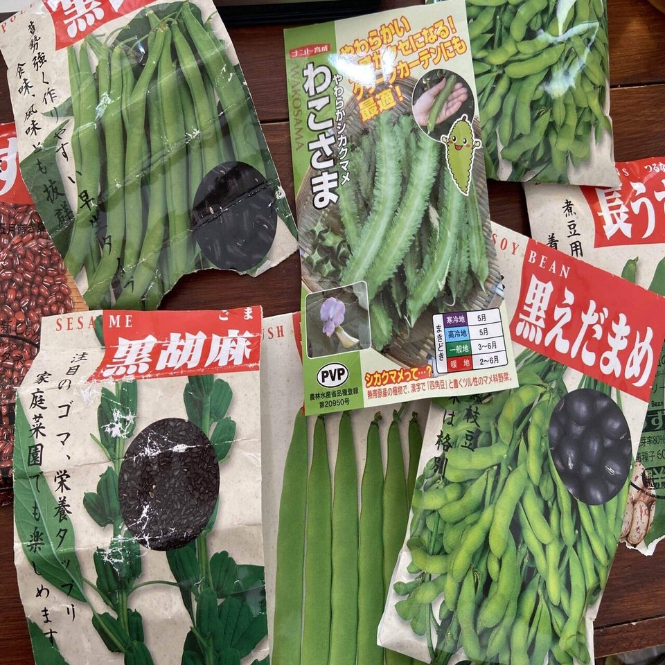 Vol 101 ２０２２年 夏の自然菜園をサポートするマメ科の野菜たち ころのにわ 自然菜園 Note