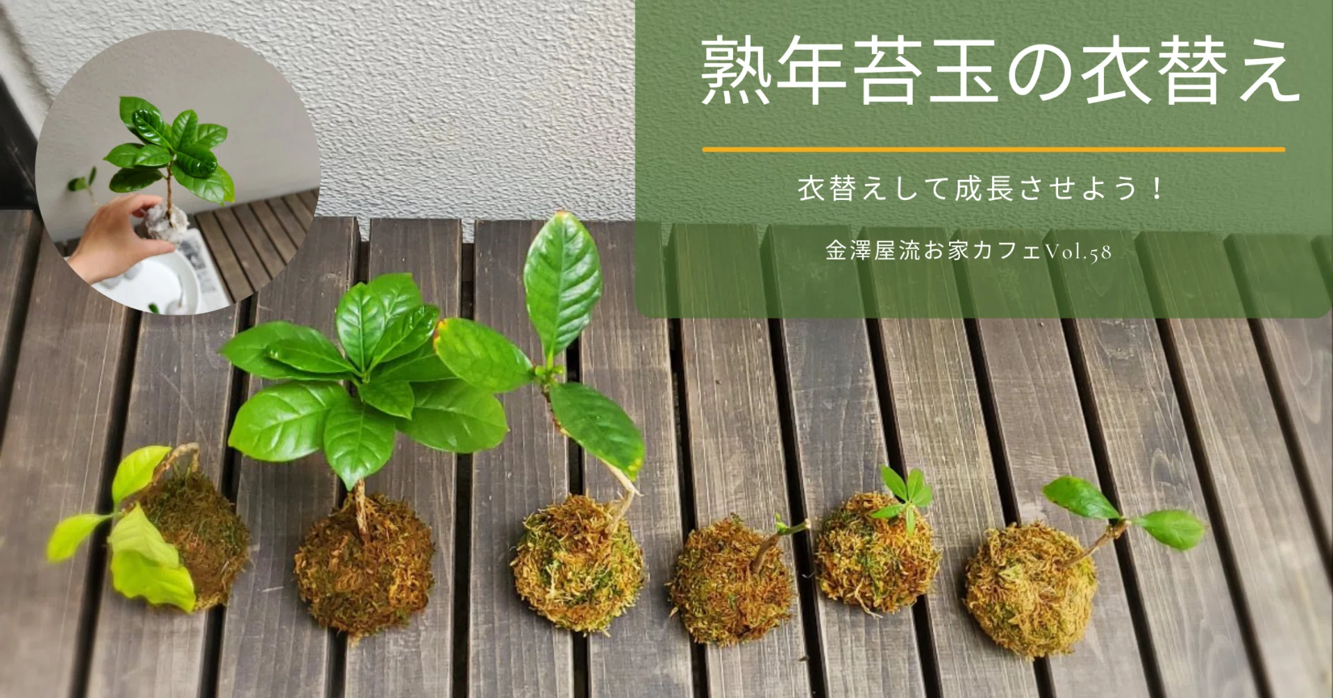ミニ盆栽コーヒー苔玉を楽しむ⑦熟年苔玉の衣替え｜金澤屋流お家カフェ