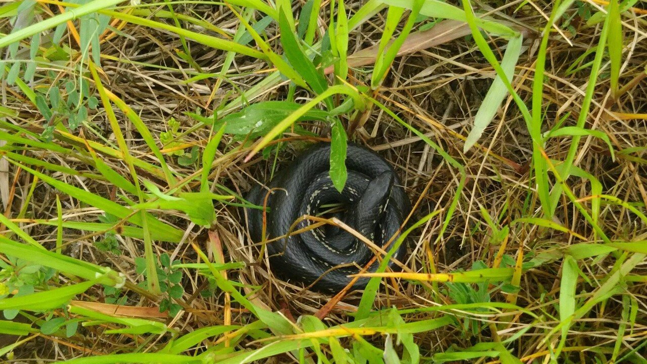 3年前の今頃 鴨川沿いのカラスヘビ もりのまち みずのうた Note