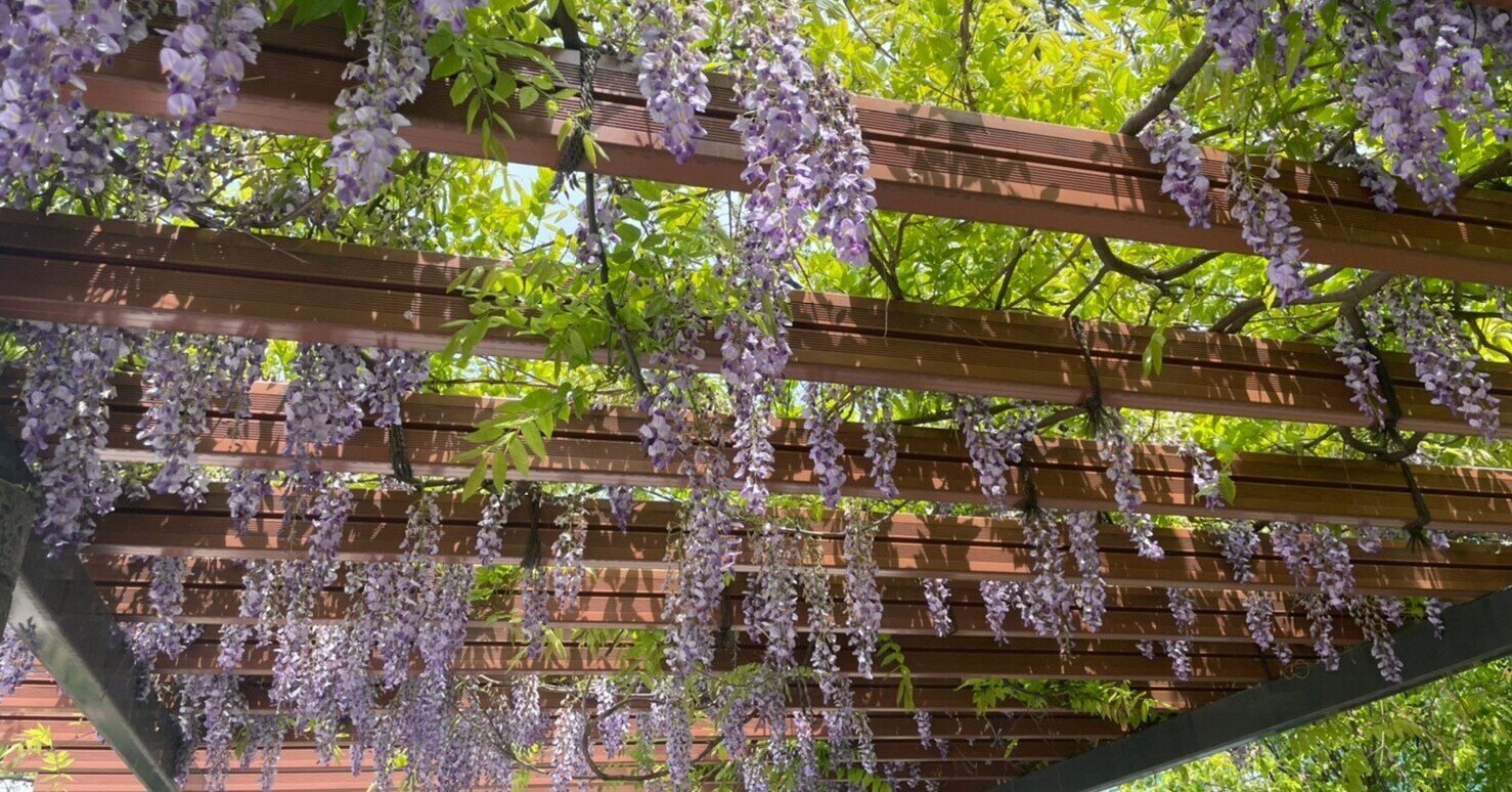 藤の花と木香薔薇が見頃です 4月19日撮影 上野案内所 Note 藤の花と木香薔薇が見頃です 4月19日撮影 上野案内所 Note