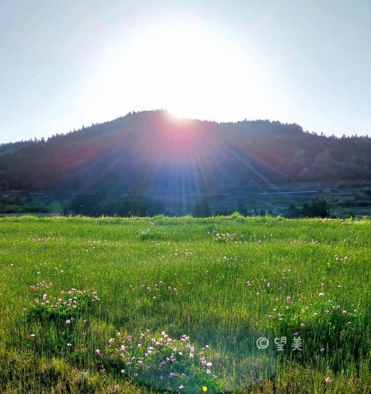 田おこしの漉き込み待ちの、レンゲとスズメノテッポウ❀.*･ﾟ