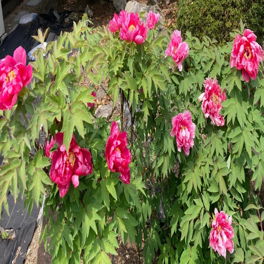 牡丹と花盛り 【公式通販】