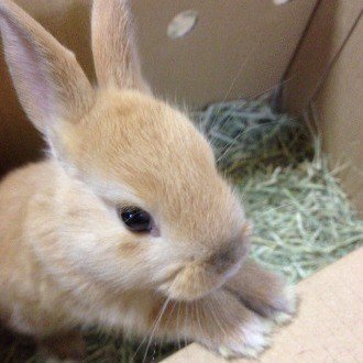 Bot専用環境について Usagi Note Bot専用環境について Usagi Note