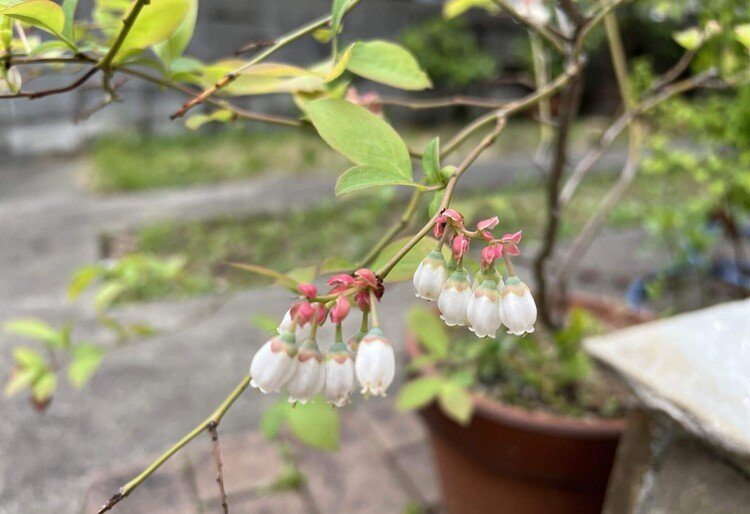 ブルーベリーの花が咲いた。下向きに、簪のように連なって、華麗。たいして世話もしないのに、毎年花が咲いてくれることに感謝している。このブルーベリーは、何年か前、八ヶ岳倶楽部の柳生博さんの店で買った。いっぱい実がついていて680円だった。スーパーマーケットの果物売り場でパックに入ったブルーベリーを買うより安い、と思って購入。次の年のことは考えていなかったが、木は翌年も実をつけた。