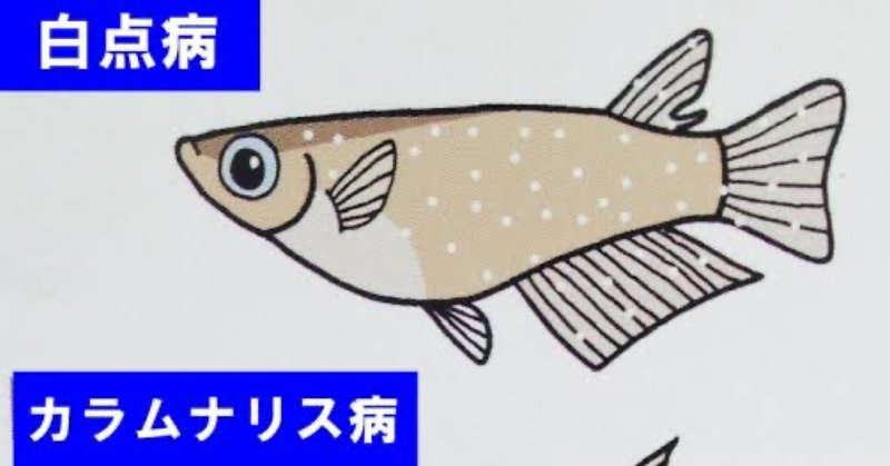 メダカ飼育day3 の新着タグ記事一覧 Note つくる つながる とどける