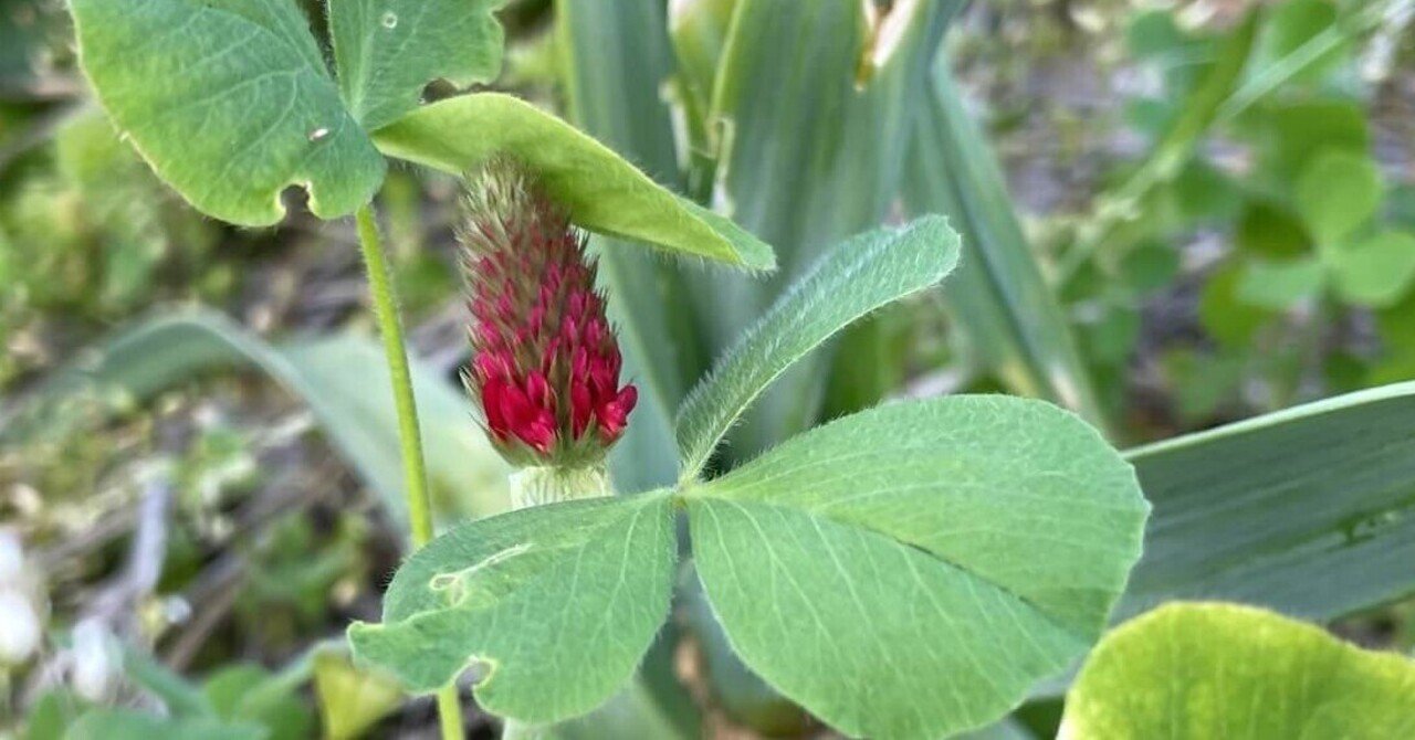 ストロベリーキャンドルとジャガイモと 食彩アドコム 食こそ温故知新 Note