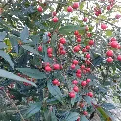 蔵
