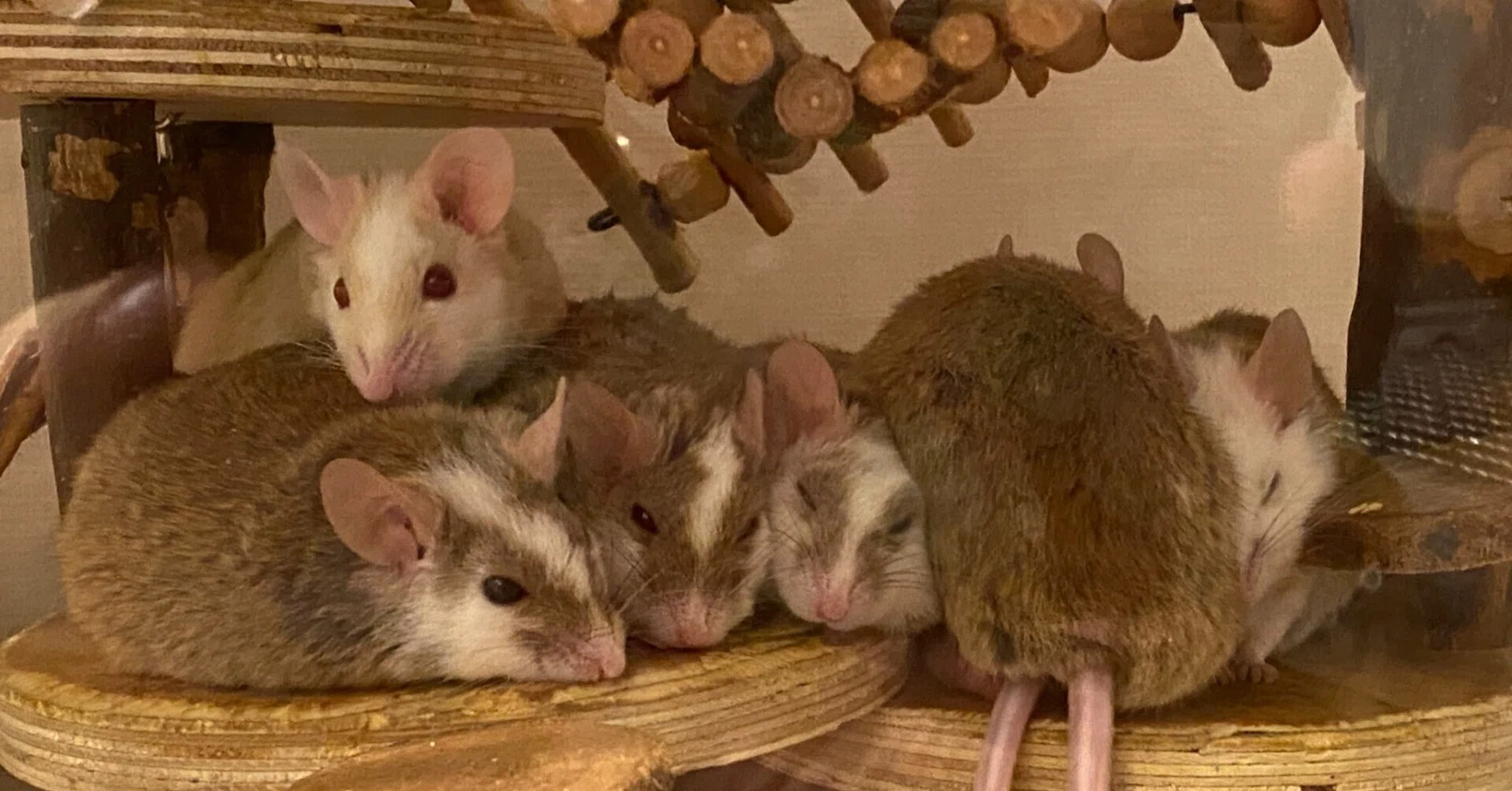 ヤワゲネズミはいいぞ ①概要と餌｜ぶっ殺してやる太郎