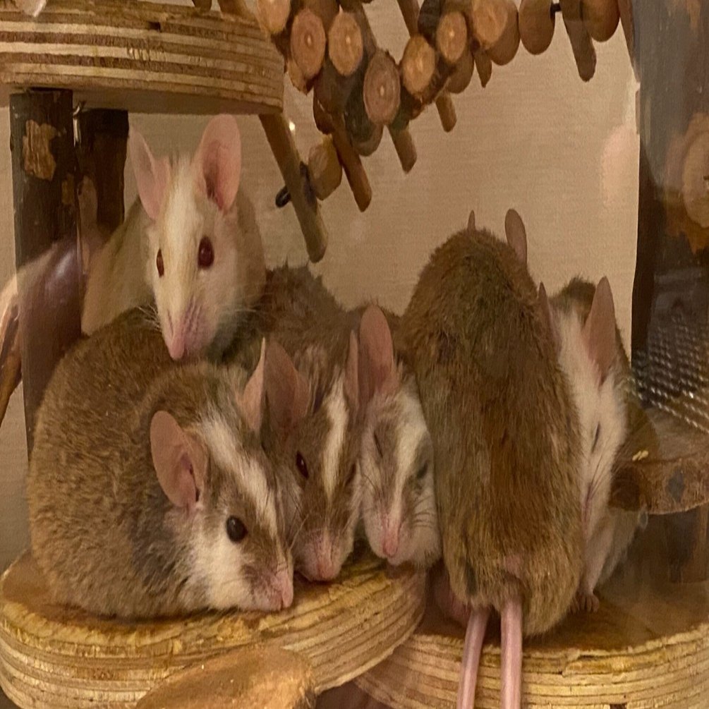 ヤワゲネズミはいいぞ ①概要と餌｜ぶっ殺してやる太郎