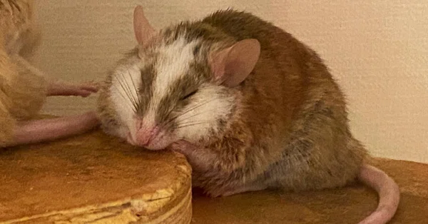 ヤワゲネズミ　プチラット　120匹　送料込み プチラット(ヤワゲネズミ) - 子犬や子猫たちのペット販売情報が満載