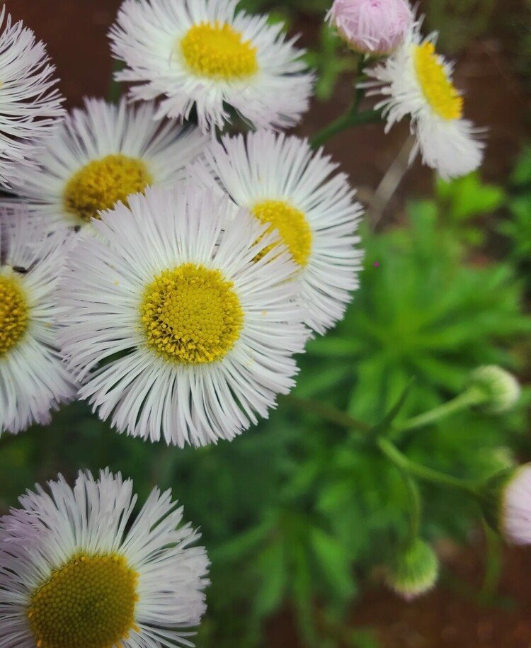 おはよーございます。

ちょと寒めの曇天朝。
空地ではちっちゃなピンク姫たちが賑やかに揺れていて、ココは晴れてるみたいでした。

温かくして楽しい日を。

#sky #spring #flower #love #moritaMiW #空 #春 #ハルジオン #佳い一日の始まり