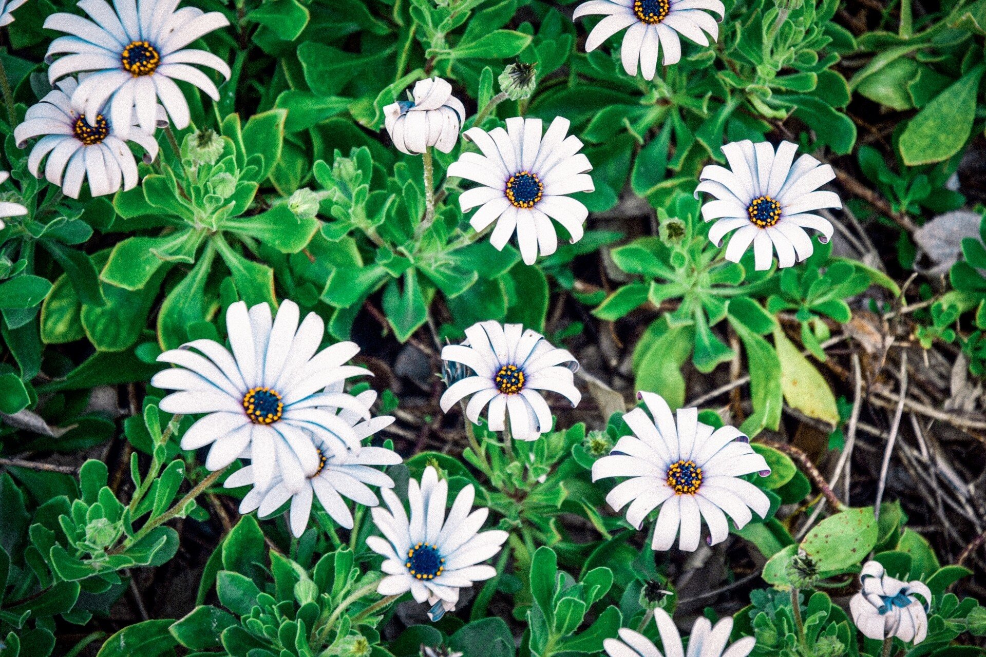 デモルフォセカ の新着タグ記事一覧 Note つくる つながる とどける