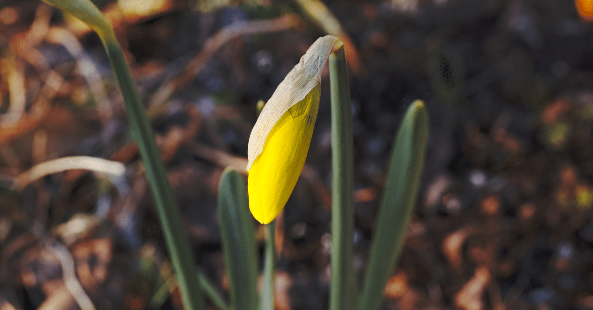 才能は開花させるもの センスは磨くもの きむら ゆうすけ Note