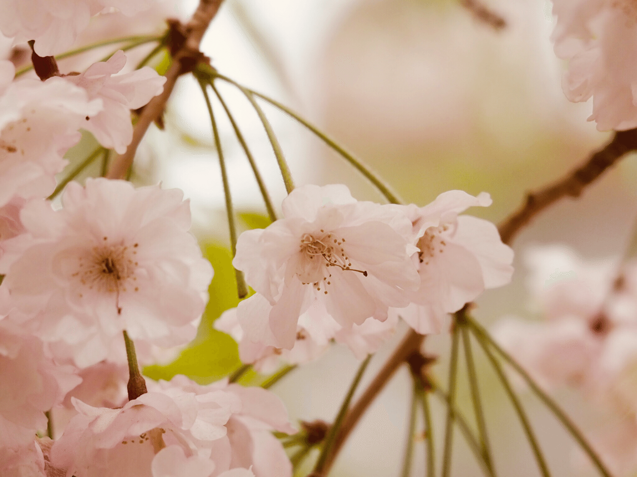 春霞 袖の向こうにくゆらせて この花さくや たづぬ人あり アプリではスミミザクラと出てきます 枝垂れです 綺麗なお花を見ると 詩にしても歌にしても恋を詠みたくなるのは 動物界と同じく植物 星の汀 ほしのみぎわ Note