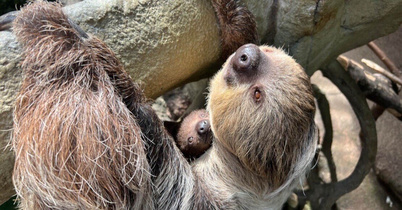 フタユビナマケモノのコロロ 成長記録！｜那須どうぶつ王国公式note