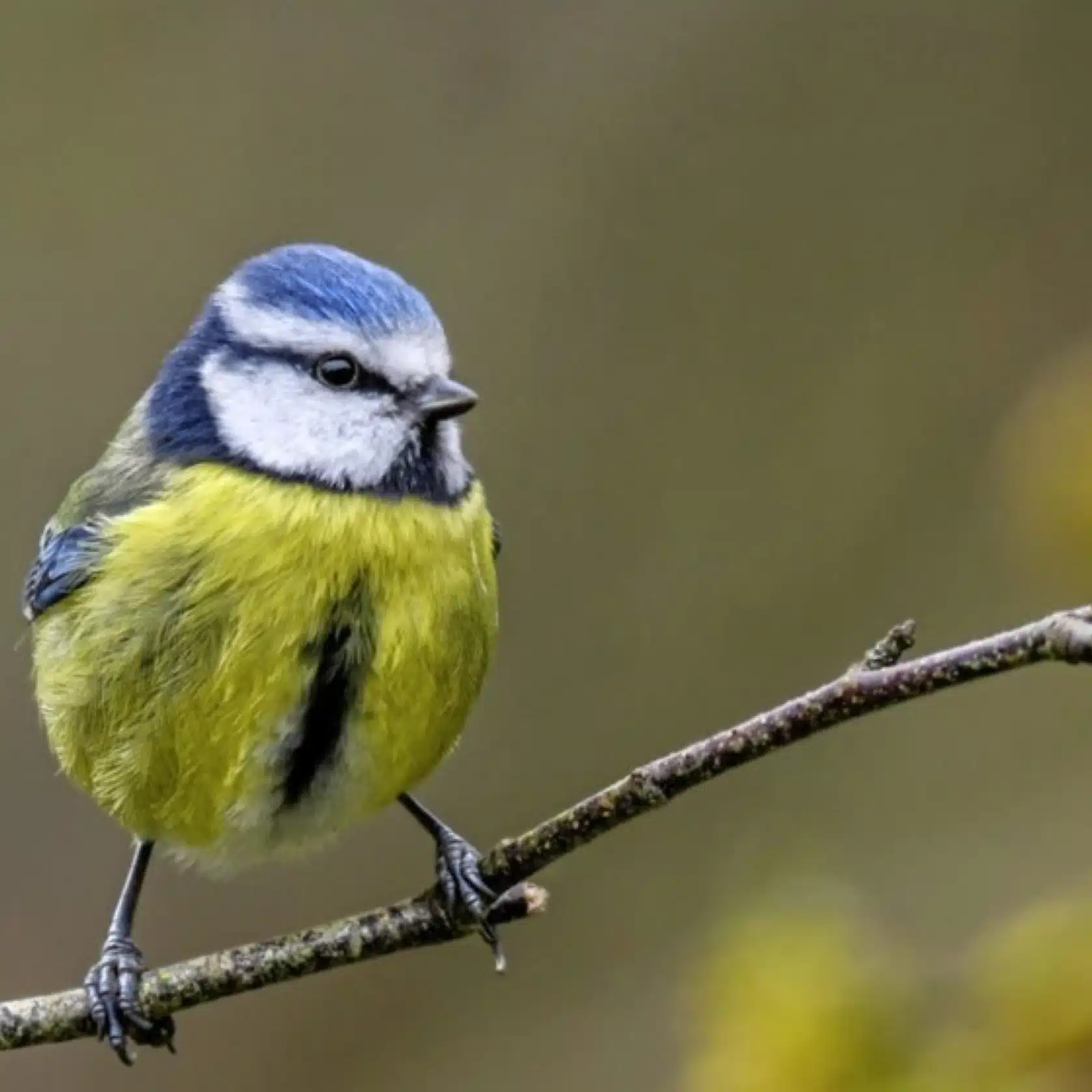 Bluetit