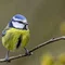 Bluetit