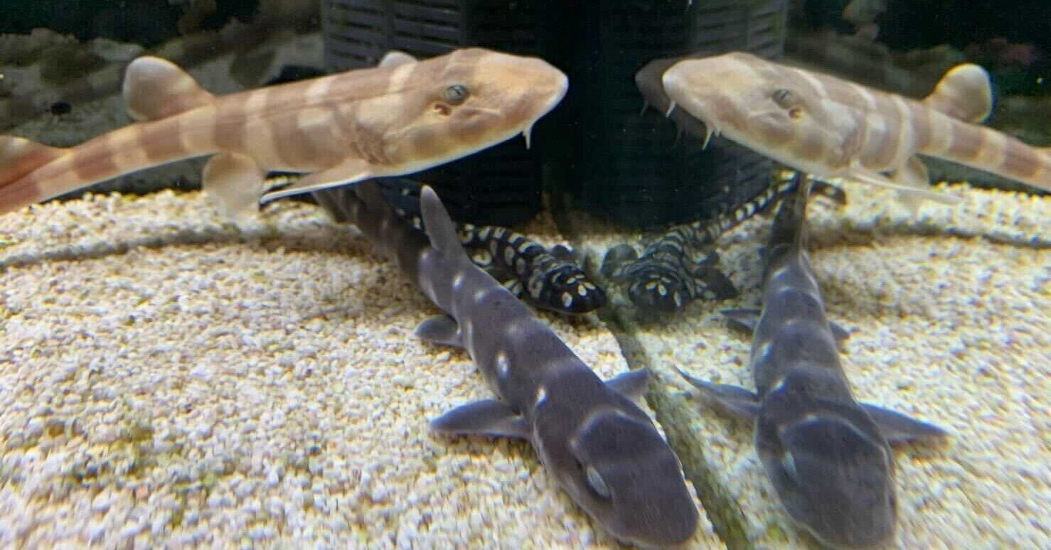 水生生物マニアにインタビュー Vol 4 サメ飼育のアクアリスト イノカ Note 水生生物マニアにインタビュー Vol 4 サメ飼育のアクアリスト イノカ Note