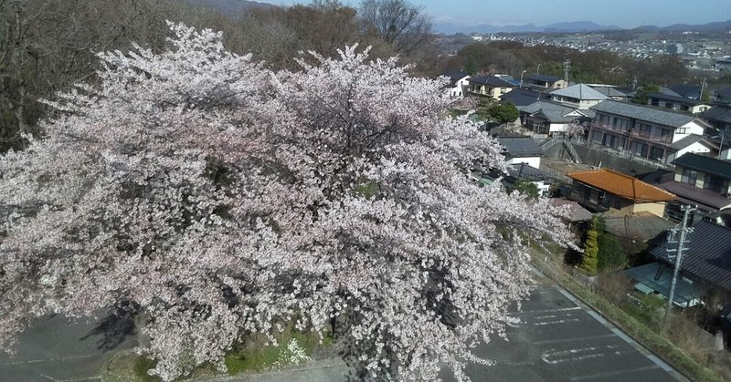 トイドローン空撮^_^長野県小諸市に桜を追っかけてみました！