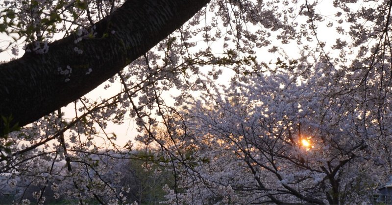 早起き桜の散歩道　20220421