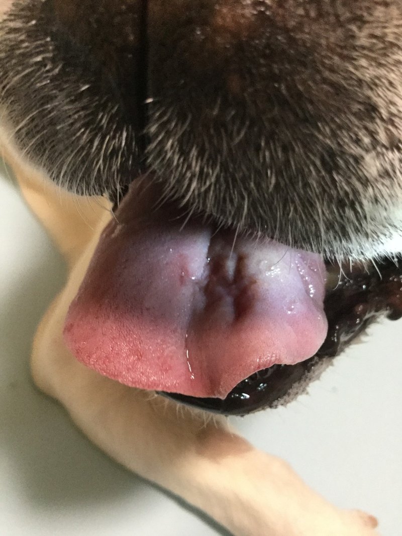 抗がん剤 放射線でやっつけた腫瘍はどこへ行くのか ヴァイラーギャ Note 抗がん剤 放射線でやっつけた腫瘍はどこへ行くのか ヴァイラーギャ Note