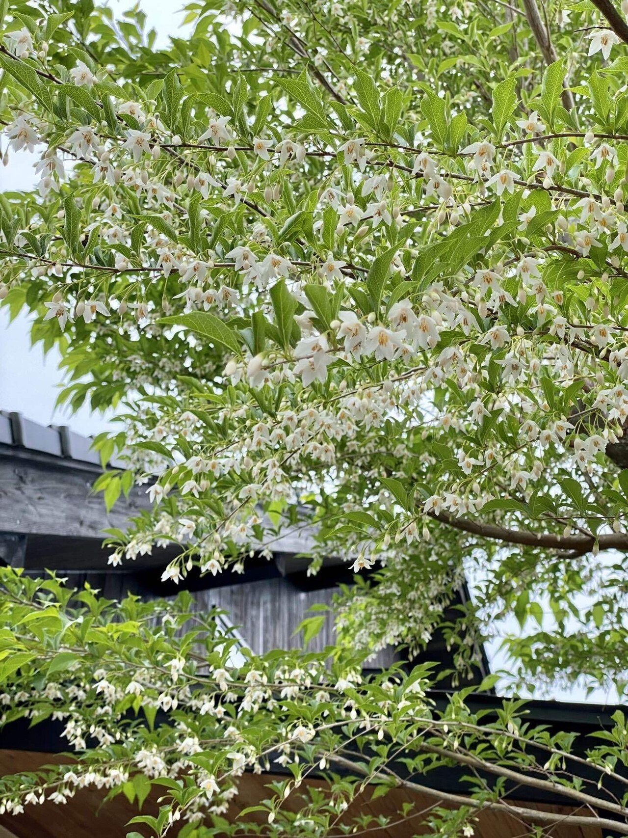 樹になる気になる実のなる樹ーエゴの花「虹始見 (にじはじめてあらわる