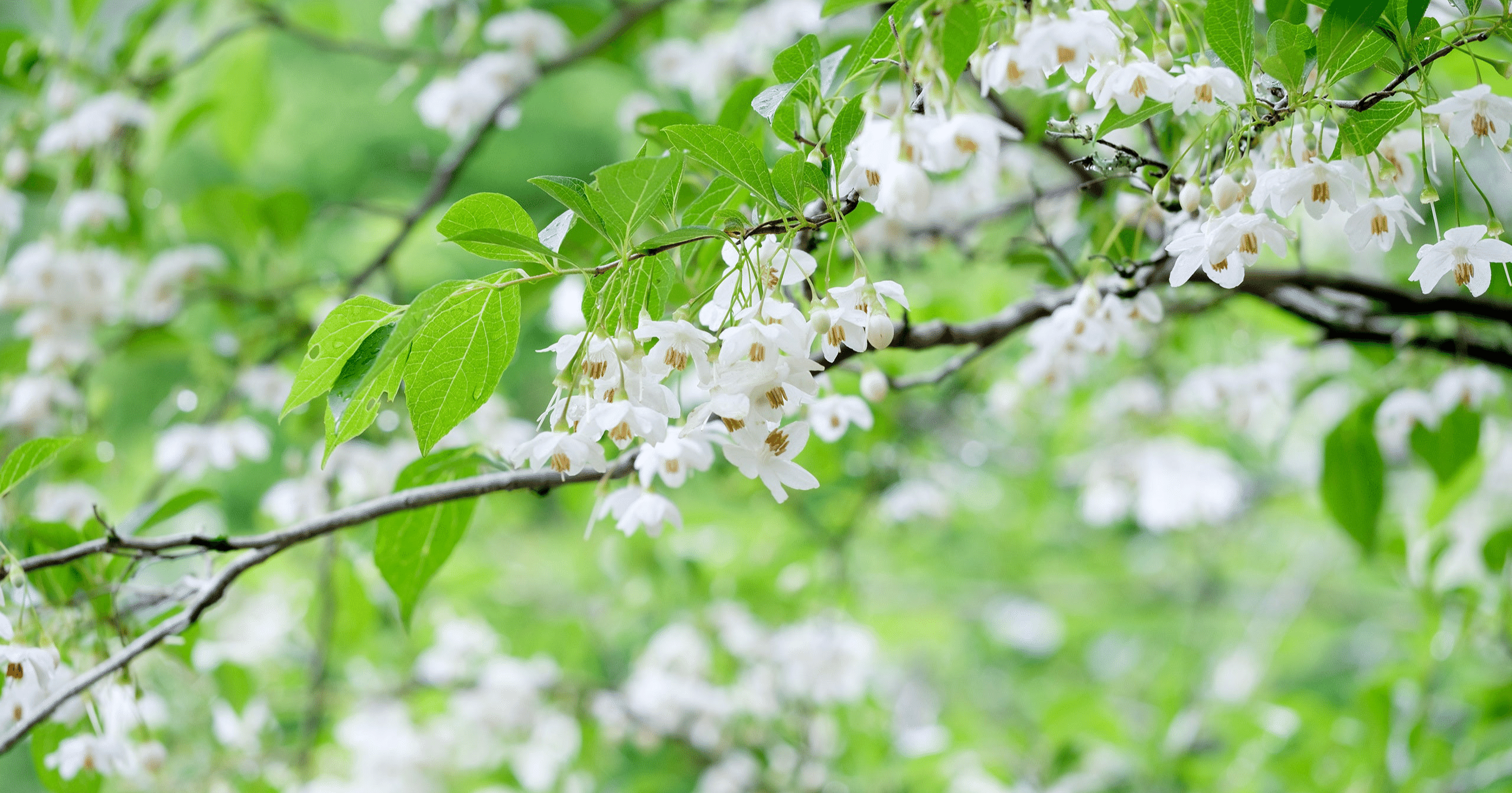 樹になる気になる実のなる樹ーエゴの花「虹始見 (にじはじめてあらわる