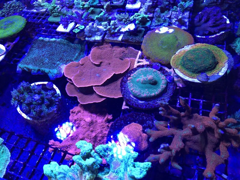 ロサンゼルス アクアリウム事情 イノカ Note