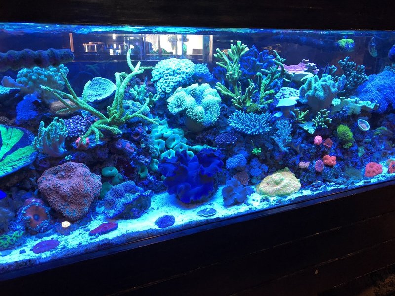 ロサンゼルス アクアリウム事情 イノカ Note
