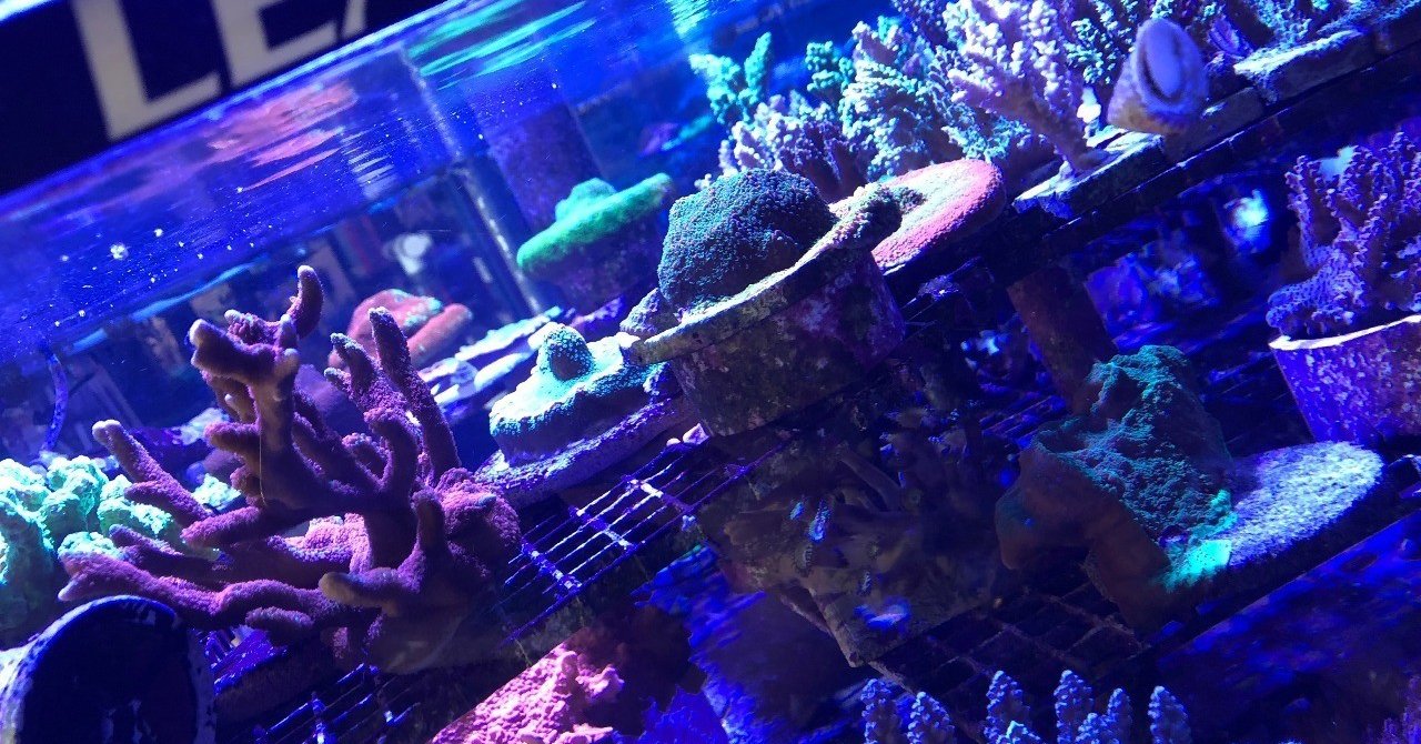ロサンゼルス アクアリウム事情 イノカ Note