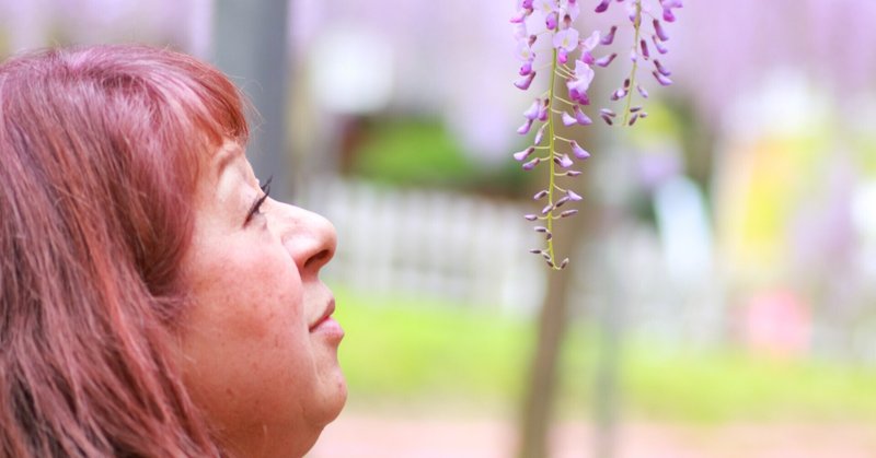 霧島市の和気神社の藤の花が奇麗だった😄