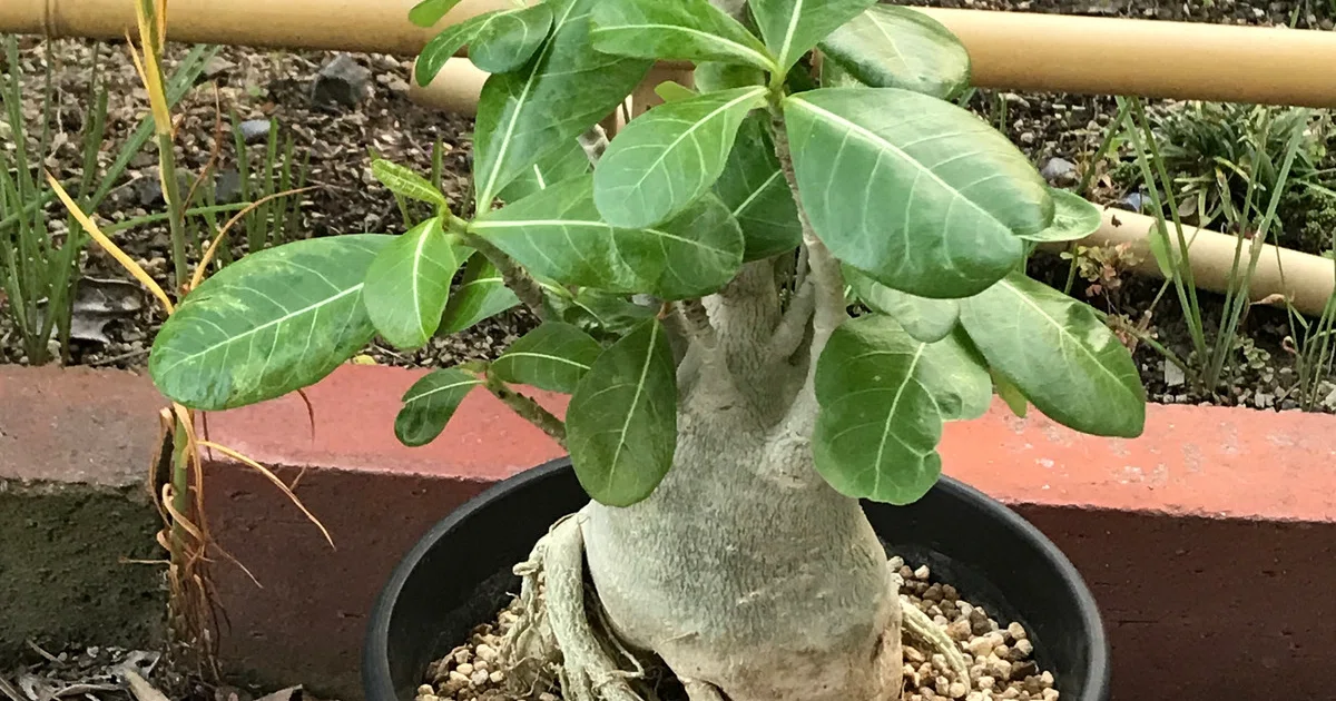 アデニアグラウカ まん丸 良株 一部赤肌 塊根植物・コーデックス