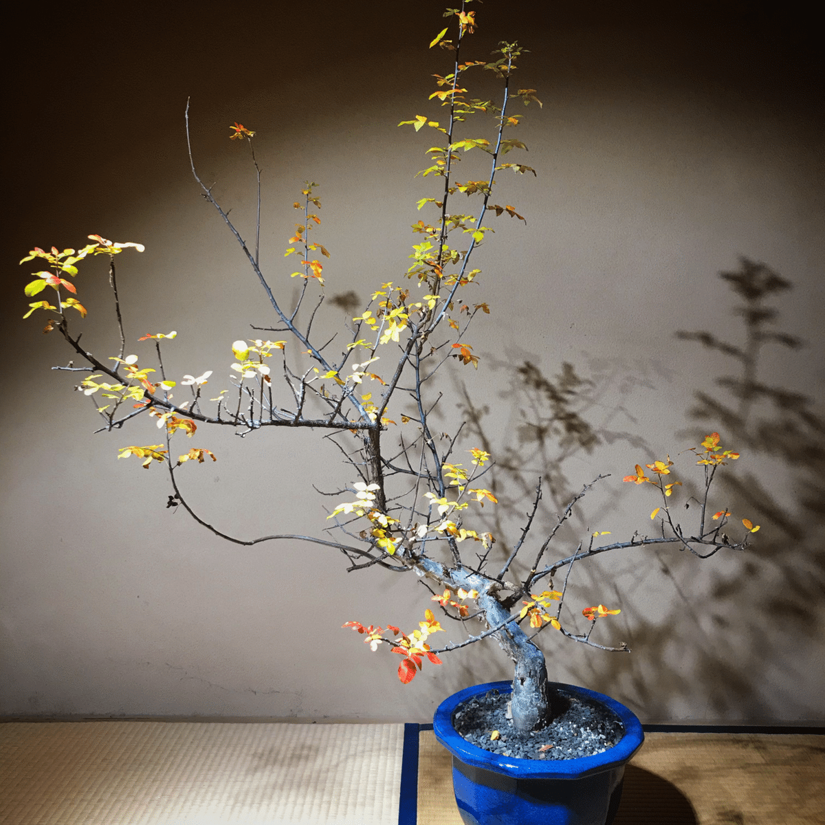 ブルセラ•ファガロイデス 実生 作り込み株 【実生】ブルセラファガロ