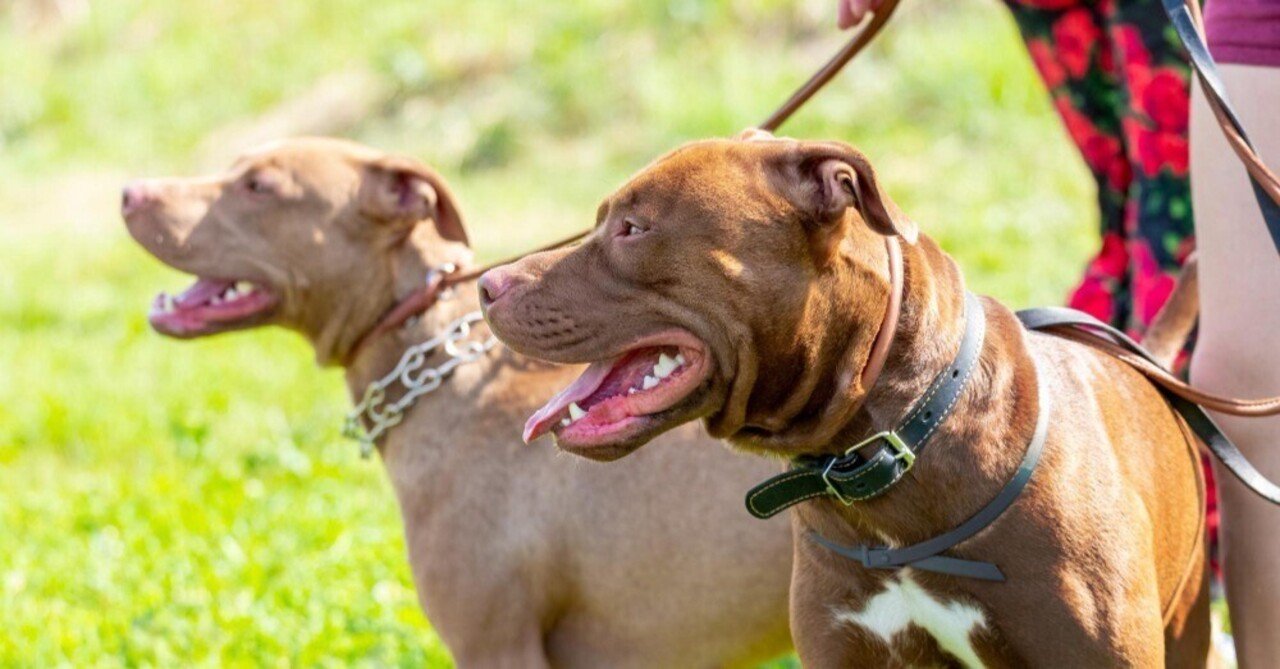 アメリカ生活 ピットブルに噛まれた話 殺処分された犬と治癒する自分のケガ Seika Usa Note アメリカ生活 ピットブルに噛まれた話 殺処分された犬と治癒する自分のケガ Seika Usa Note