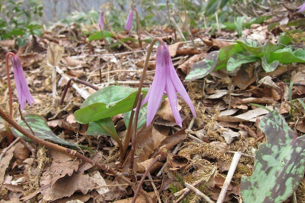 お1人様1点限り 天然 花芽 サンカヨウ 1株 Www Takemetotheriver Ca お1人様1点限り 天然 花芽 サンカヨウ 1株 Www Takemetotheriver Ca