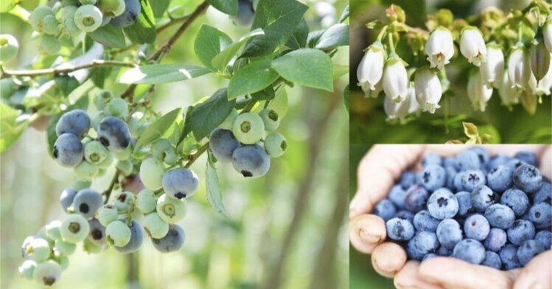 おうちで手軽に果樹栽培。人気のブルーベリーを育ててみませんか？