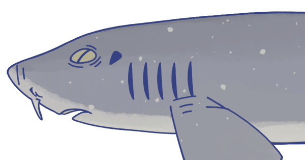 世界のサメ大全～サメ愛好家が全身全霊をささげて描いたサメ図鑑｜SB