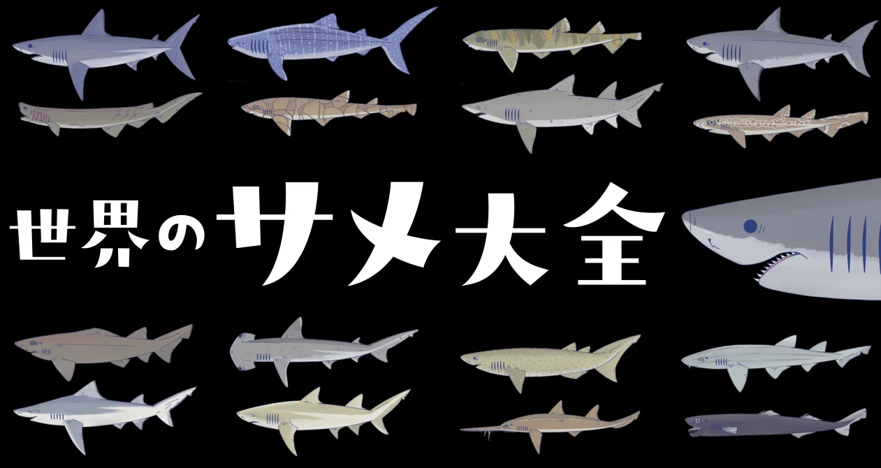 世界のサメ大全～サメ愛好家が全身全霊をささげて描いたサメ図鑑｜SB