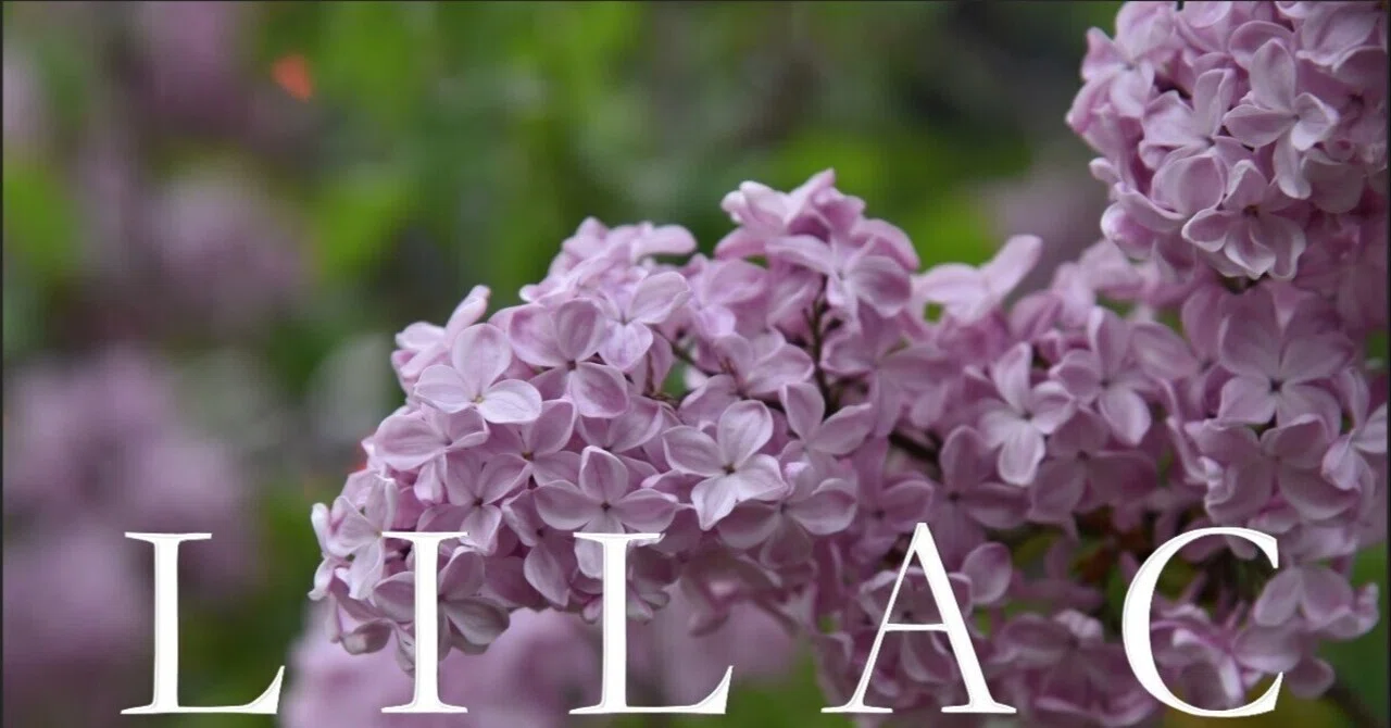 ライラックの花とt S エリオットの 荒地 の詩 Wings2fly Note