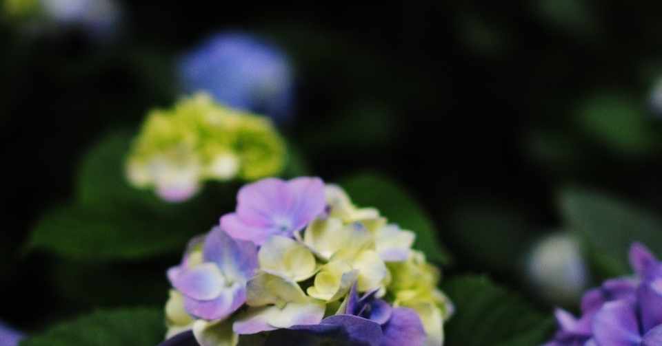 英語の発音は個人の選択 三浦陽一 Note