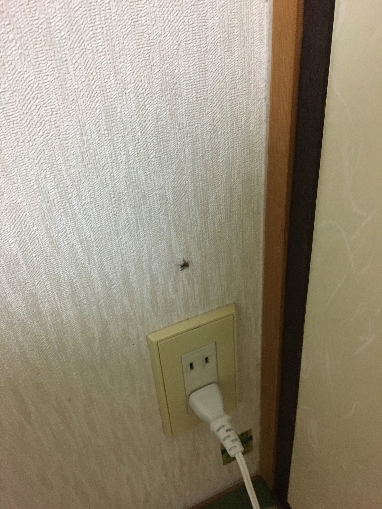 娘が くもりちゃん と名付けた蜘蛛 昨日の夜寝室に現れたので 明日起きたら一緒に寝てるかもよ ふふ と話したら 虫は布団で寝ないよ と正論を返された 成長したな 娘よ Teradosh Note