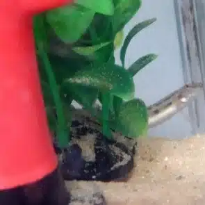 シマの主