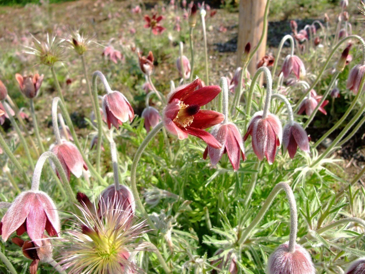孤独と孤高のおはなし Festina lente ＝フェスティーナ・レンテ