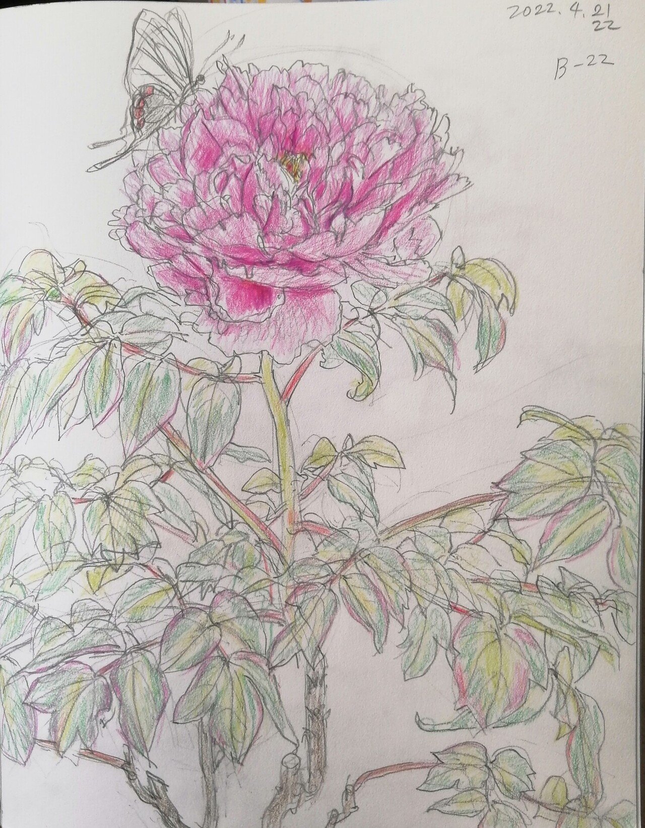 牡丹の花と大根の花 陽子絵画制作室 Note