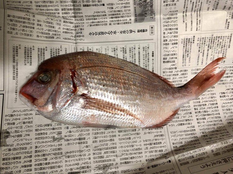 春の例祭が終わったので、神饌物の野菜とか魚とか今年もやってまいりました。今年はチダイ2尾。一昨日は頑張って3枚に下ろして塩焼きに。昨日は3枚に下ろすのは疲れたので、鱗を取ってエラと内蔵を外して頭を落として塩焼きに。