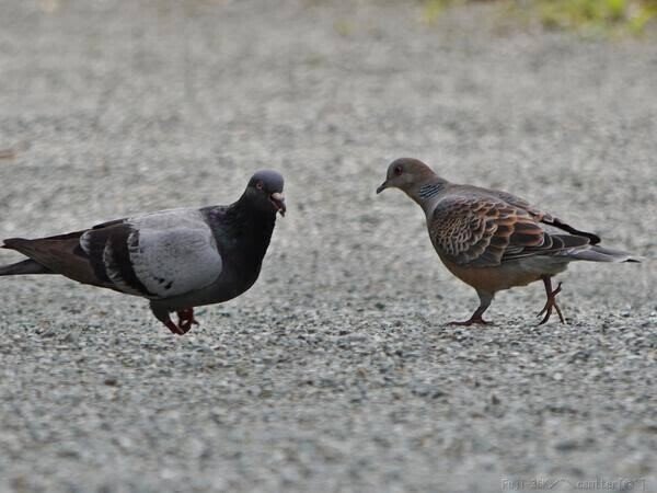 第2029回 ♪ はと ♪｜翆野 大地