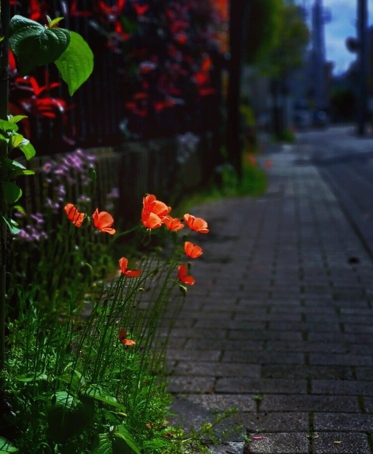 おはよーございます。

ポカポカの朝。
路傍では。
ちっちゃな朱色ランプもポカポカと灯っておりました。

暑くなりそです。
ちいさな夏を。

#sky #summer #flower #love #moritaMiW #空 #夏 #ヒナゲシ #佳い一日の始まり