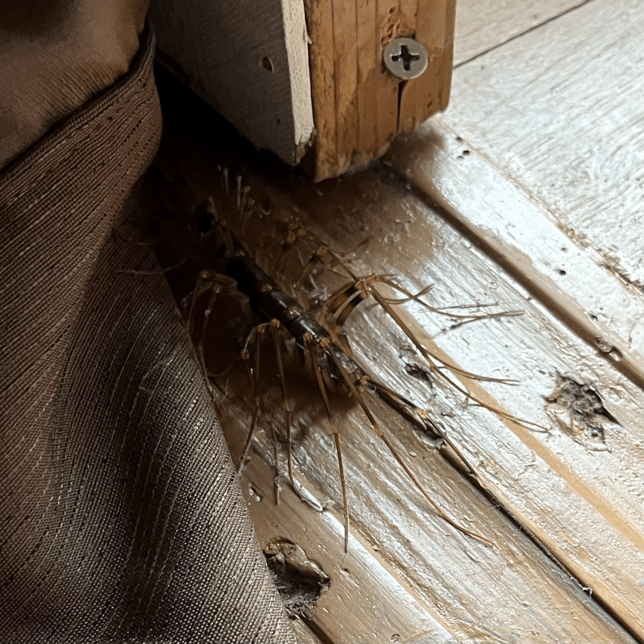 離島暮らしの虫事情 ⭐︎閲覧注意｜久保田智行 元•島暮らし